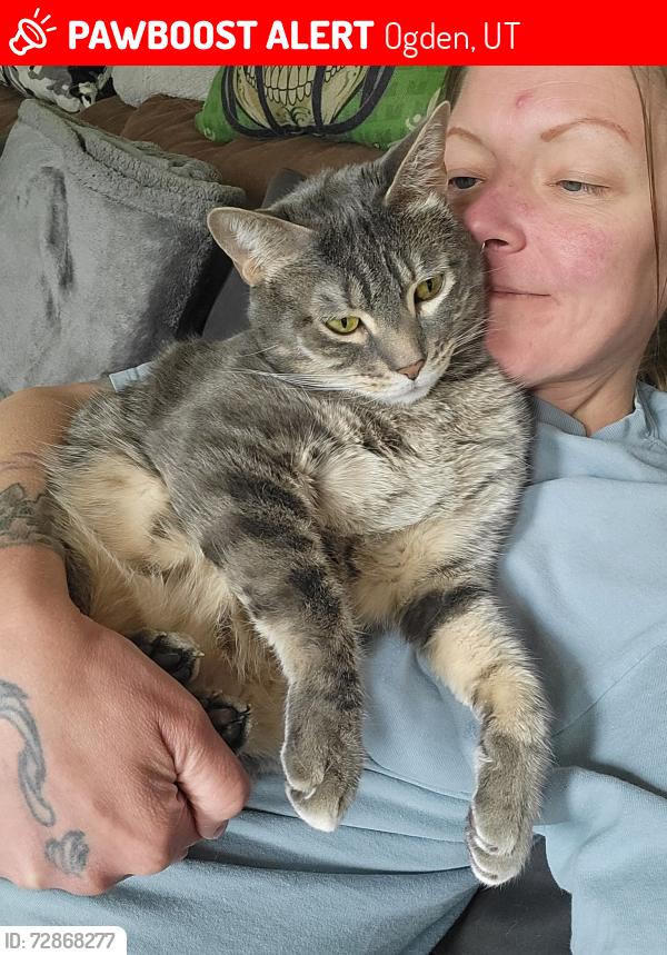 Lost Male Cat last seen 23rd and Charlesworth, Ogden, UT 84401