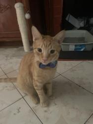 Lost Male Cat last seen Figueroa And Imperial, Los Angeles, CA 90044