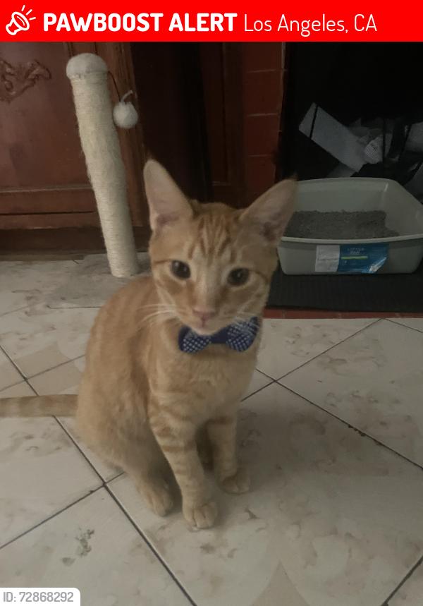 Lost Male Cat last seen Figueroa And Imperial, Los Angeles, CA 90044