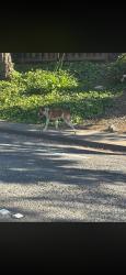 Found/Stray Unknown Dog last seen Lake herman rd. Headed towards golf course, Vallejo, CA 94591