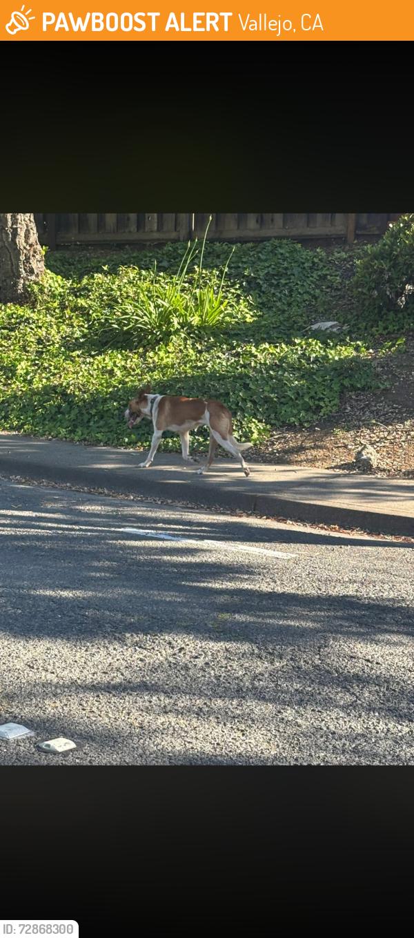 Found/Stray Unknown Dog last seen Lake herman rd. Headed towards golf course, Vallejo, CA 94591