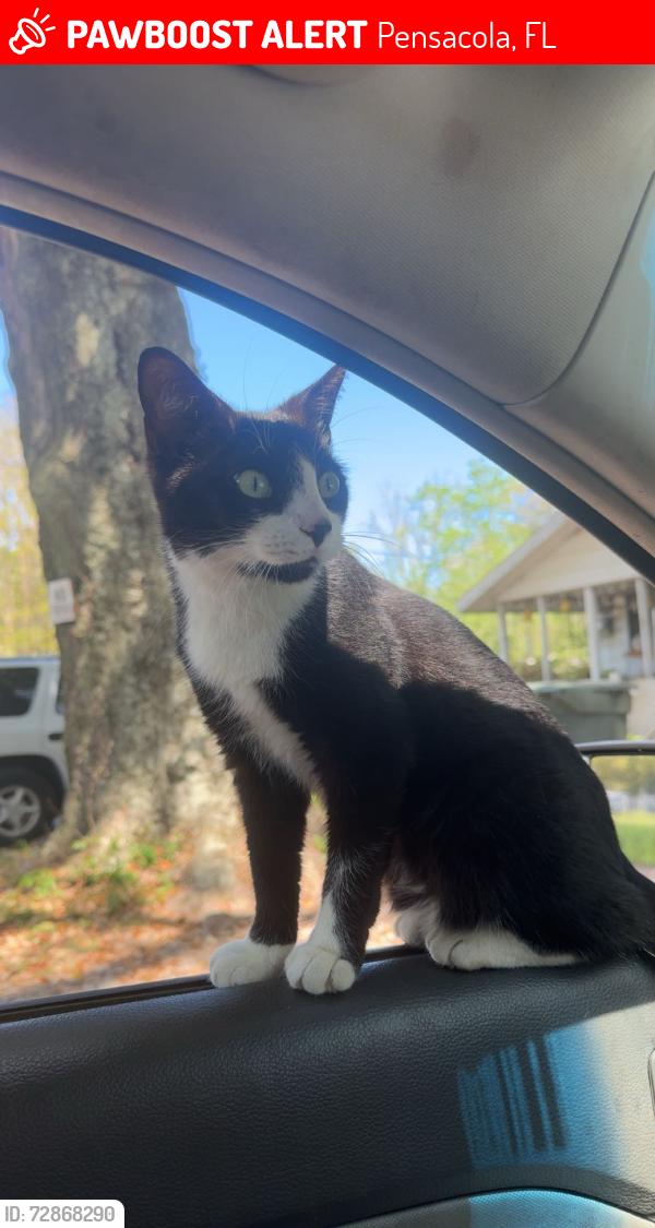 Lost Male Cat last seen fairfield and w st, Pensacola, FL 32505