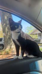Lost Male Cat last seen fairfield and w st, Pensacola, FL 32505