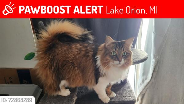 Lost Male Cat last seen Polyanne trail, Lake Orion, MI 48362