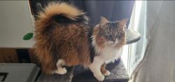 Lost Male Cat last seen Polyanne trail, Lake Orion, MI 48362