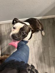 Found/Stray Male Dog last seen Hickory hill Keenan cutoff , Montgomery County, TX 77316