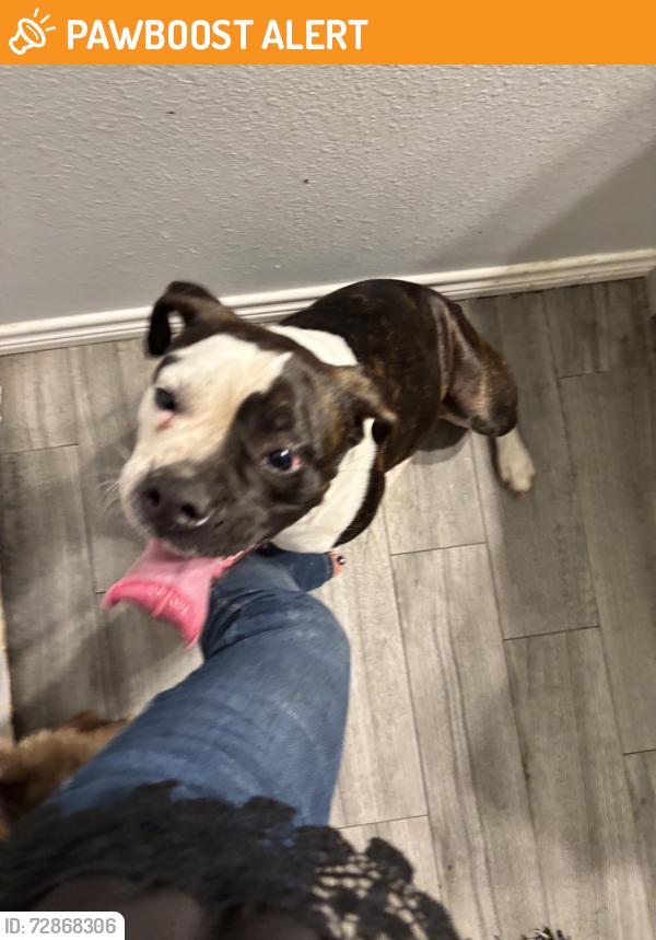 Found/Stray Male Dog last seen Hickory hill Keenan cutoff , Montgomery County, TX 77316