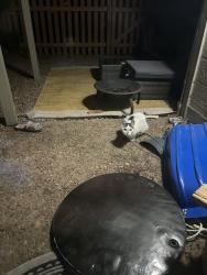 Found/Stray Unknown Cat last seen Corner of e Moorhead circle , Boulder, CO 80305