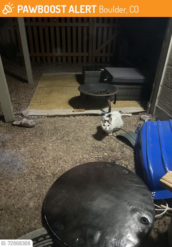 Found/Stray Unknown Cat last seen Corner of e Moorhead circle , Boulder, CO 80305