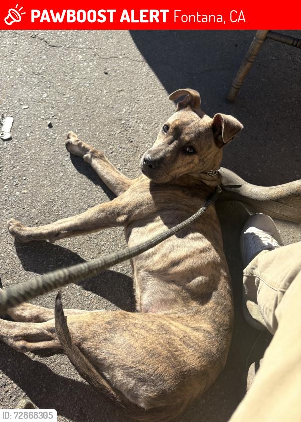 Lost Male Dog last seen Sequoia & Live Oak, Fontana, CA 92335