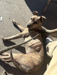 Lost Male Dog last seen Sequoia & Live Oak, Fontana, CA 92335
