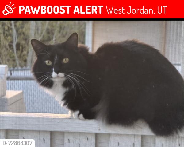 Lost Male Cat last seen Swan hill cove Wes Jordan city , West Jordan, UT 84081