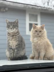 Lost Male Cat last seen Near Belmont Ave , Grandview, MO 64030