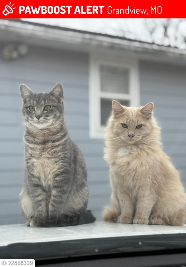 Lost Male Cat last seen Near Belmont Ave , Grandview, MO 64030