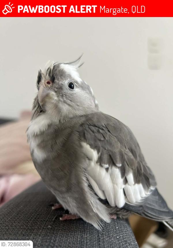 Lost Female Bird last seen Ewan Street, Margate. , Margate, QLD 4019