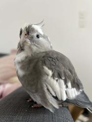 Lost Female Bird last seen Ewan Street, Margate. , Margate, QLD 4019
