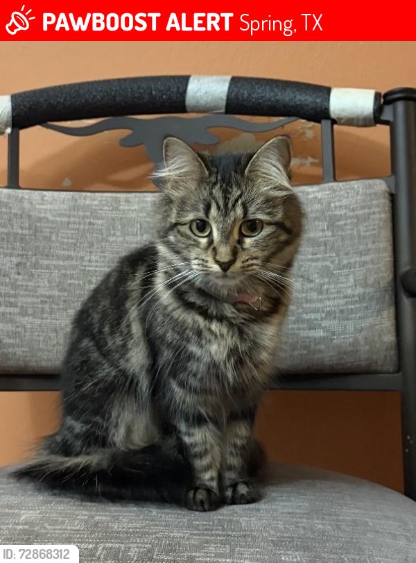 Lost Female Cat last seen meadow gate dr and circlegate dr , Spring, TX 77373