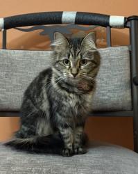 Lost Female Cat last seen meadow gate dr and circlegate dr , Spring, TX 77373
