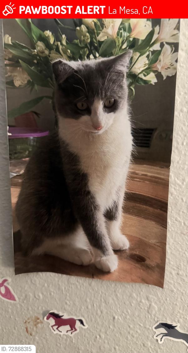 Lost Male Cat last seen Amaya dr , La Mesa, CA 91942