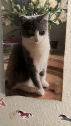 Lost Male Cat last seen Amaya dr , La Mesa, CA 91942