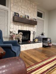 Found/Stray Female Dog last seen Explorer & Guadalupe, Gilbert, AZ 85234