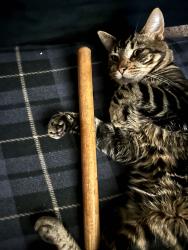 Lost Male Cat last seen Ashley dr. Marietta , Pa, Marietta, PA 17547