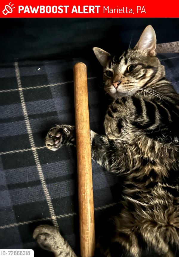 Lost Male Cat last seen Ashley dr. Marietta , Pa, Marietta, PA 17547