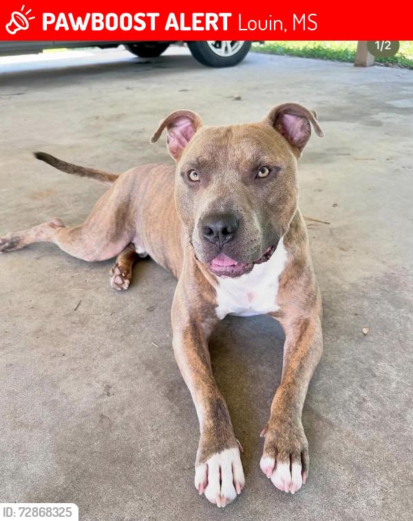 Lost Male Dog last seen County road 16, Louin, MS 39338