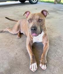 Lost Male Dog last seen County road 16, Louin, MS 39338