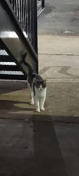 Found/Stray Female Cat last seen NW 6th &Flamingo , Oklahoma City, OK 73127