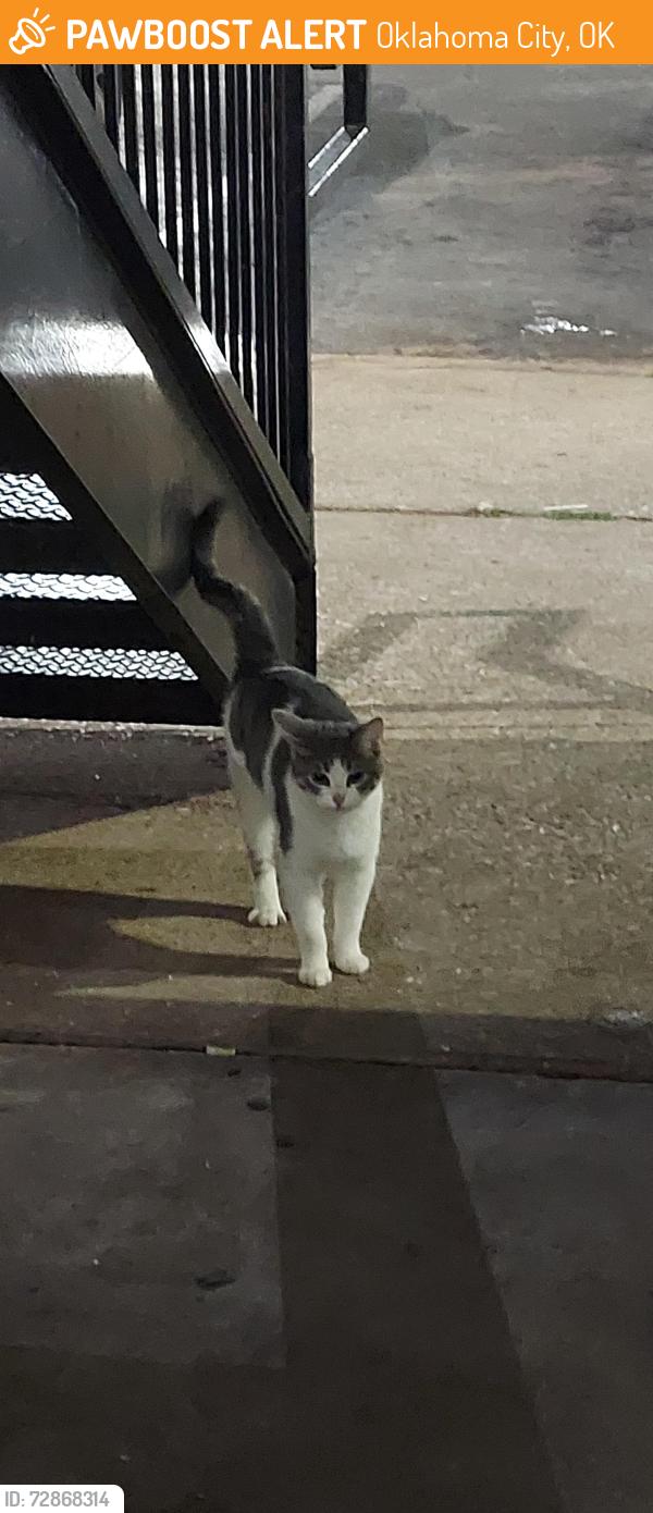 Found/Stray Female Cat last seen NW 6th &Flamingo , Oklahoma City, OK 73127