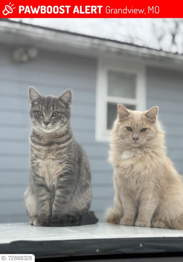 Lost Male Cat last seen Near Belmont Ave , Grandview, MO 64030