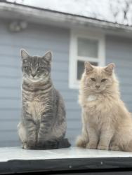Lost Male Cat last seen Near Belmont Ave , Grandview, MO 64030