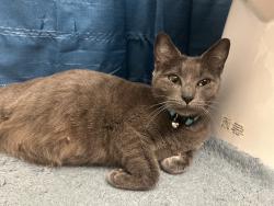 Found/Stray Female Cat last seen Orange st, Albany, NY 12210
