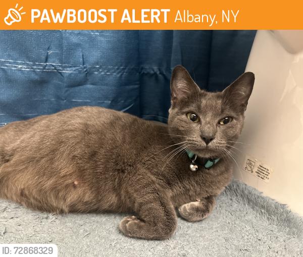 Found/Stray Female Cat last seen Orange st, Albany, NY 12210