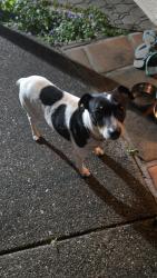 Found/Stray Unknown Dog last seen Bristlewood Ct, Vacaville, CA 95688