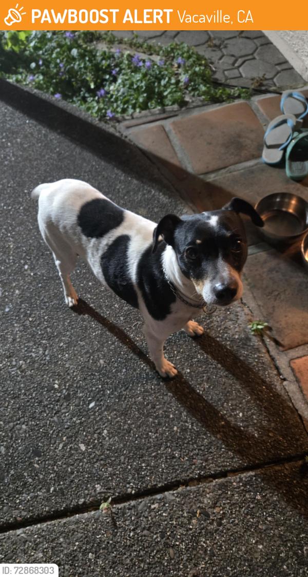 Found/Stray Unknown Dog last seen Bristlewood Ct, Vacaville, CA 95688