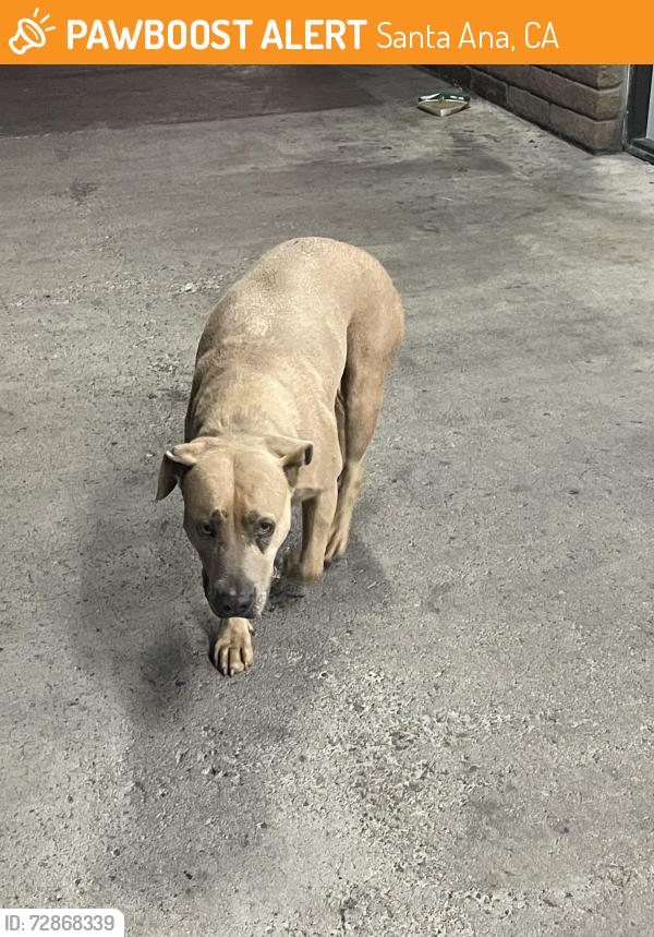 Found/Stray Female Dog last seen Edinger and Flower, Santa Ana, CA 92707