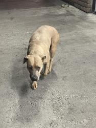Found/Stray Female Dog last seen Edinger and Flower, Santa Ana, CA 92707