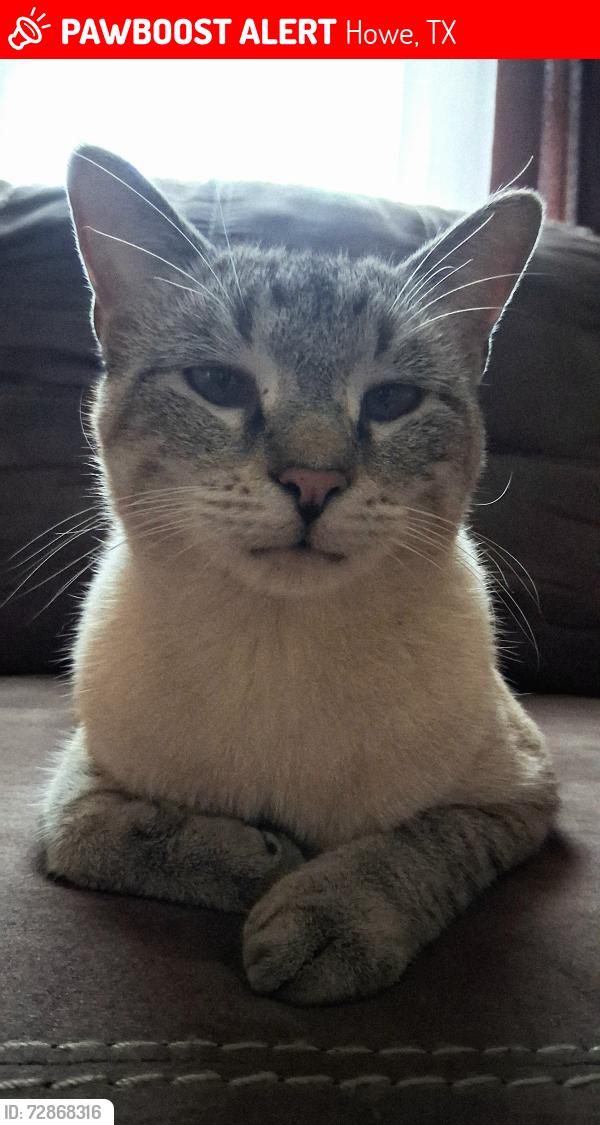 Lost Male Cat last seen Denton st, Howe, TX 75459