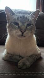 Lost Male Cat last seen Denton st, Howe, TX 75459