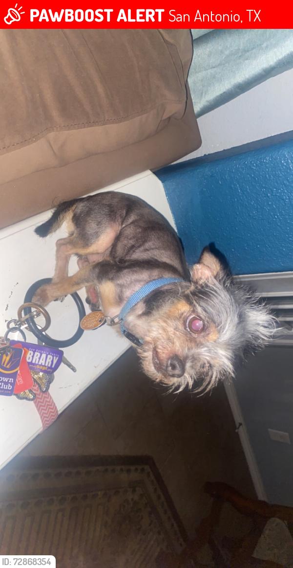 Lost Male Dog last seen encino park and bulverde , San Antonio, TX 78259