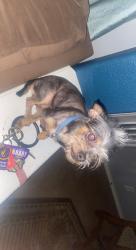 Lost Male Dog last seen encino park and bulverde , San Antonio, TX 78259