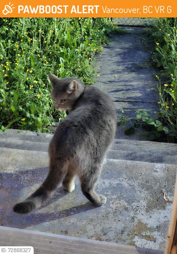 Found/Stray Unknown Cat last seen Kingsway/Nanaimo , Vancouver, BC V5R 5G8