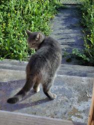 Found/Stray Unknown Cat last seen Kingsway/Nanaimo , Vancouver, BC V5R 5G8