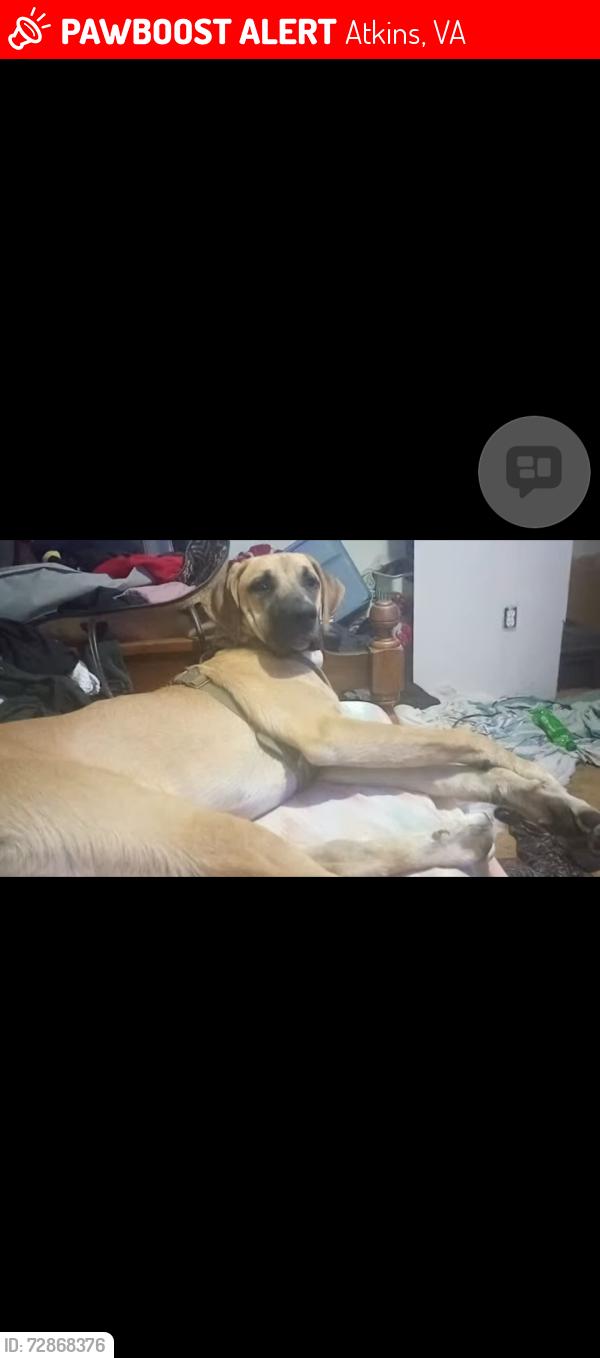 Lost Male Dog last seen Aktins rest area , Atkins, VA 24311