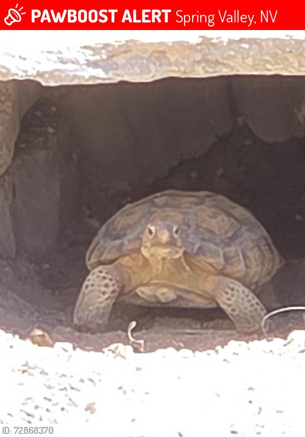 Lost Unknown Other last seen Tenaya and Patrick, Spring Valley, NV 89113