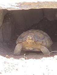 Lost Unknown Other last seen Tenaya and Patrick, Spring Valley, NV 89113