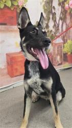 Shelter Stray Female Dog last seen W BASELINE RD X N WILLOW AVE, San Bernardino, CA 92401