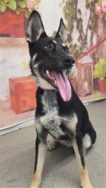 Shelter Stray Female Dog last seen W BASELINE RD X N WILLOW AVE, San Bernardino, CA 92401